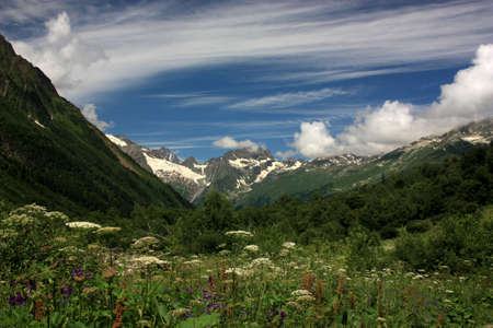 Mountain Flower Valley. Flower Fields in the summerの写真素材