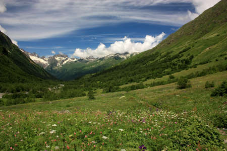 Mountain Flower Valley. Flower Fields in the summerの写真素材