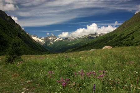 Mountain Flower Valley. Flower Fields in the summerの写真素材