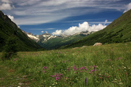 Mountain Flower Valley. Flower Fields in the summerの写真素材