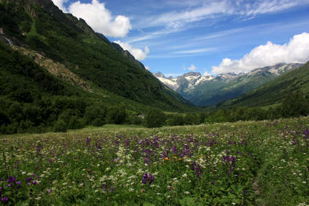 Mountain Flower Valley. Flower Fields in the summerの写真素材