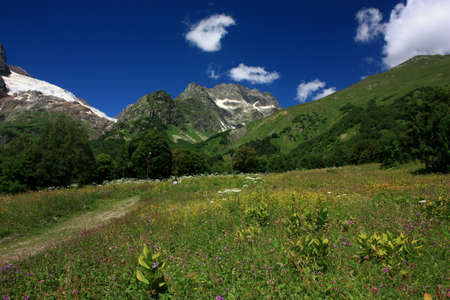 Mountain Flower Valley. Flower Fields in the summerの写真素材