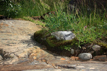 Summer in the mountains, the summer season in the alpine zoneの写真素材