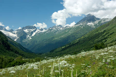 Mountain Flower Valley. Flower Fields in the summerの写真素材