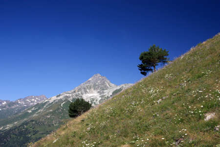 Top with a lone tree, free standing pine in the mountainsの写真素材