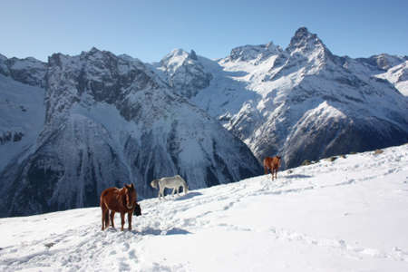 Winter mountains on a sunny day, the resorts of the Caucasusの写真素材
