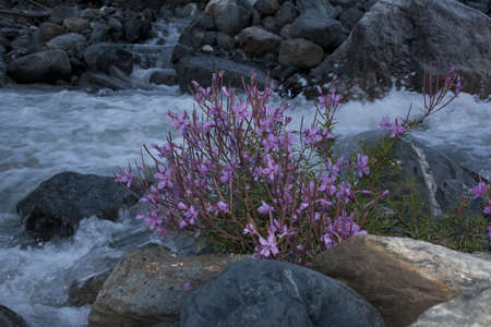Alpine flower plantsの写真素材