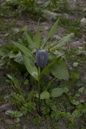 Alpine flower plantsの写真素材