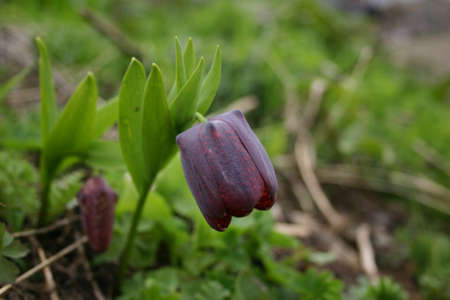 Alpine flower plantsの写真素材