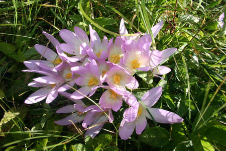 Alpine flower plantsの写真素材