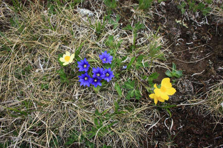 Alpine flower plantsの写真素材