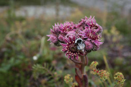 Alpine flower plantsの写真素材