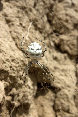 Spider in a Dew Covered Webの写真素材