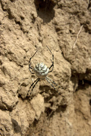 Spider in a Dew Covered Web の写真素材