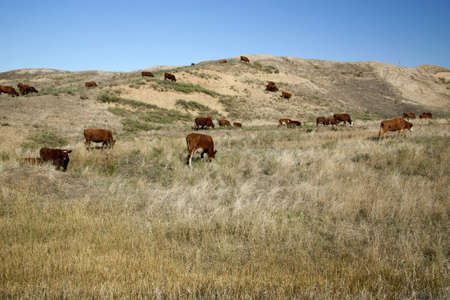 Cow eatingの写真素材