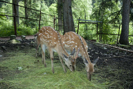 Sika deer in the forestの写真素材