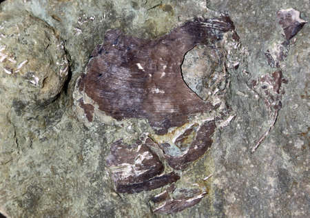 Background rock structure. Preview parts of natural rocksの写真素材