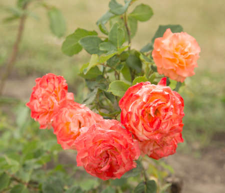 Flowers, Rosebudの写真素材