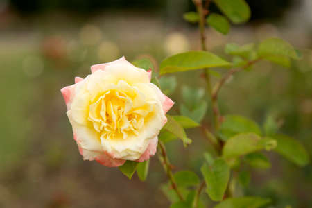 Flowers, Rosebudの写真素材