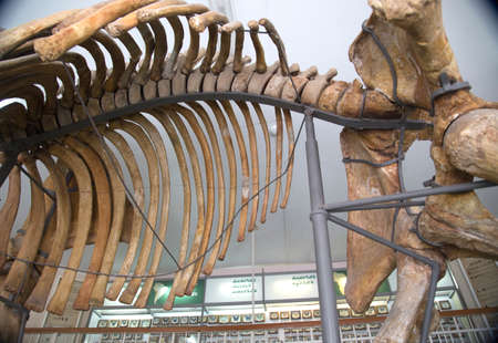 rhinoceros skeletons, ancient history