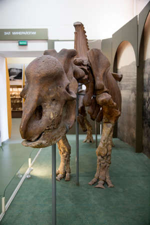 rhinoceros skeletons, ancient historyのeditorial素材