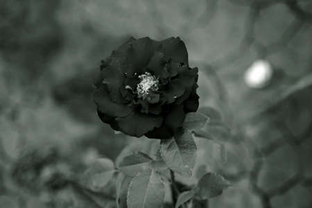 abstract backgroundの写真素材