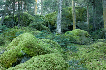 Mossy Pine forest on the mountain. Sunlit Spruce Tree Forestの写真素材