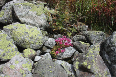 Saxifrage plant in the natural environmentの写真素材