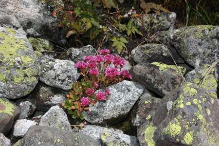 Saxifrage plant in the natural environmentの写真素材
