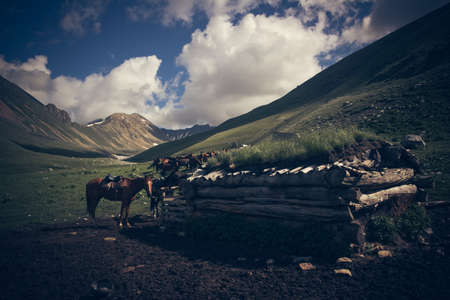 Mountain landscape with horses. A herd of horses on a mountain pastureの写真素材