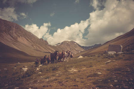 Mountain landscape with horses. A herd of horses on a mountain pastureの写真素材