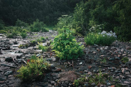 Clean and clear water stream in the mountains in a green valley with flowers and stonesの写真素材