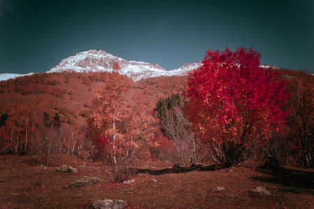 The mountain autumn landscape with colorful forest and high peaks Caucasus Mountainsの写真素材