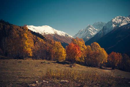 The mountain autumn landscape with colorful forest and high peaks Caucasus Mountainsの写真素材