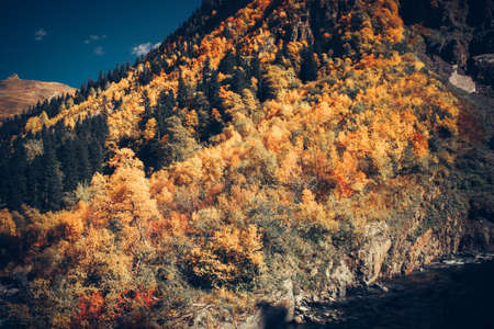 The mountain autumn landscape with colorful forest and high peaks Caucasus Mountainsの写真素材