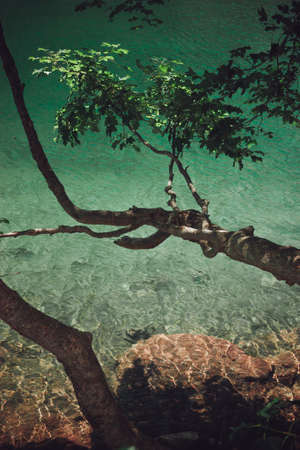 Clean and clear water stream in the mountains in a green valley with flowers and stonesの写真素材