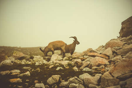 Capra pyrenaica, Capra caucasica grazing in an alpine meadow.の写真素材