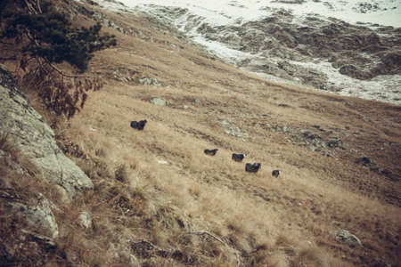 Idyllic landscape with fresh green meadows and blooming flowers and snowcapped mountain. Rural view of the pastures.の写真素材
