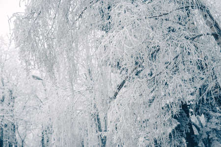 Winter background Holiday Christmas, branches tree leaves and snowflakes.の写真素材