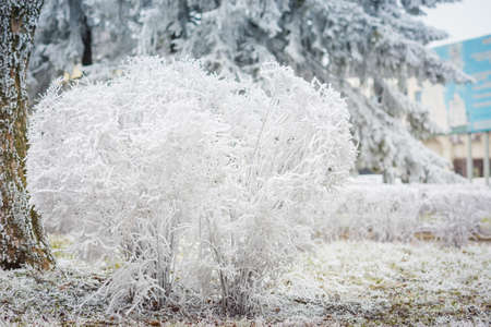 Winter background Holiday Christmas, branches tree leaves and snowflakes.の写真素材