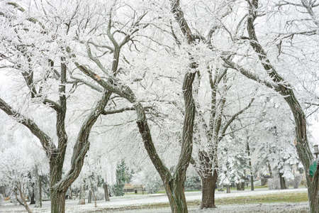 Winter background Holiday Christmas, branches tree leaves and snowflakes.の写真素材