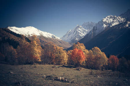 Mountain Valley, Alpine landscape areas. Panoramic view of mountains, trees, glacier.の写真素材