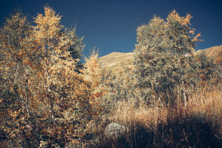 Mountain Valley, Alpine landscape areas. Panoramic view of mountains, trees, glacier.の写真素材