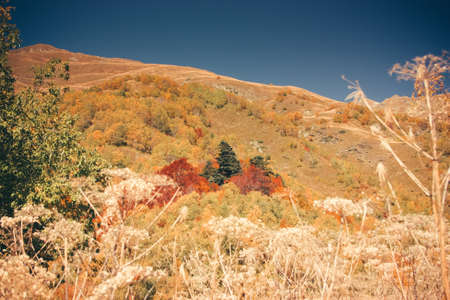 Mountain Valley, Alpine landscape areas. Panoramic view of mountains, trees, glacier.の写真素材