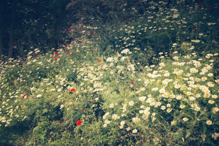Natural flower background. Amazing nature view of purple flowers blooming in garden under sunlight at the middle of summer day.の写真素材