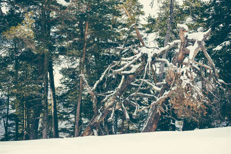 Calm landscape coniferous forest at the ski slope in the mountains. The concept of travel in the winter physical activity outdoors.の写真素材