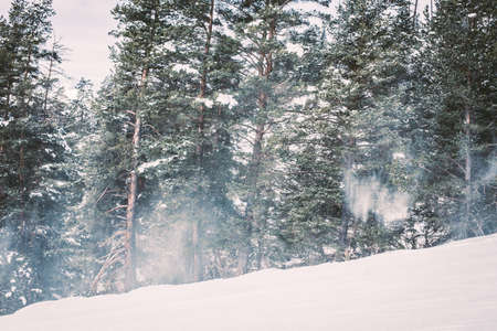 Calm landscape coniferous forest at the ski slope in the mountains. The concept of travel in the winter physical activity outdoors.の写真素材