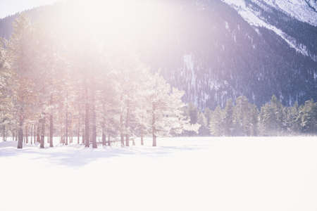 Forest winter landscape in snowy woods. Scenic views mountain sunrise passes through the coniferous forest at dawn.の写真素材
