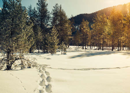 Winter landscape of forest and mountains. Concept travel view in clear weather. Scenic view of alpine pine trees on a background of mountains.の写真素材