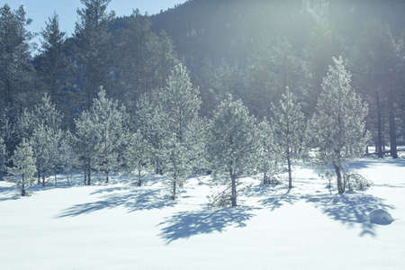 Winter landscape of forest and mountains. Concept travel view in clear weather. Scenic view of alpine pine trees on a background of mountains.の写真素材